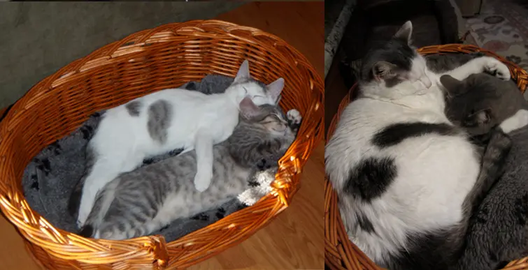 Foto: Reddit/roxmorgirl