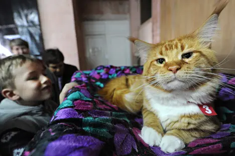 Em janeiro de 2014, um gato de estimação também salvou seu tutor enquanto este dormia Foto: AFP/East News