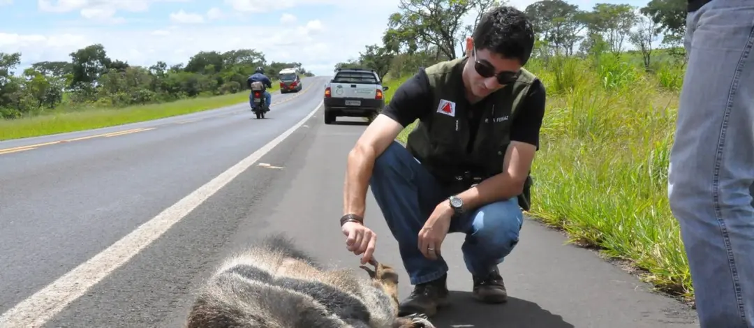 Os atropelamentos são a maior causa de morte de animais silvestres no Brasil. Foto: Globo