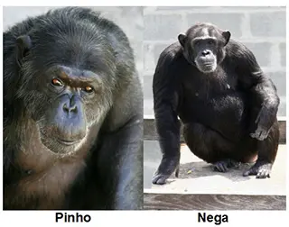 Pinho e Nega (Projeto GAP)