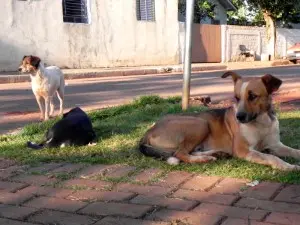 Cães abandonados nas ruas da cidade ganham abrigo em ONG (Foto: Mateus Girotto) - See more at: http://www.jornalmateriaprima.com.br/2015/06/voluntarios-garantem-lar-para-animais-em-maringa/#sthash.2liLWqDe.dpuf