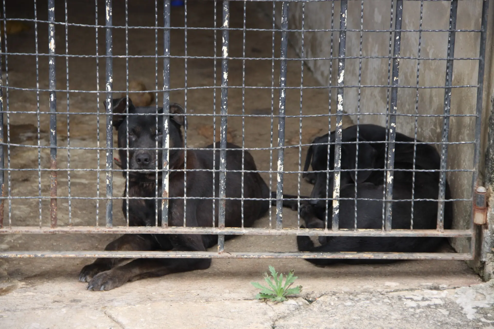 Cães na garagem da casa