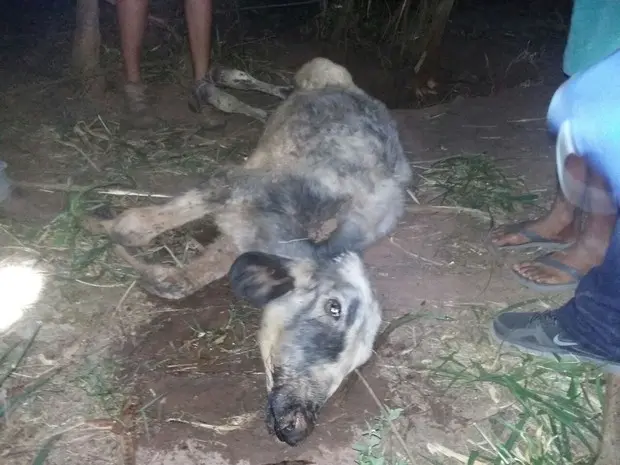 Bezerro havia desaparecido há 15 dias, contou o dono do animal (Foto: Osni Martins/Arquivo Pessoal)