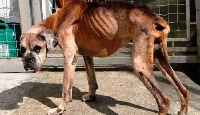 Cachorro se nega a comer quatro meses após morte de tutor