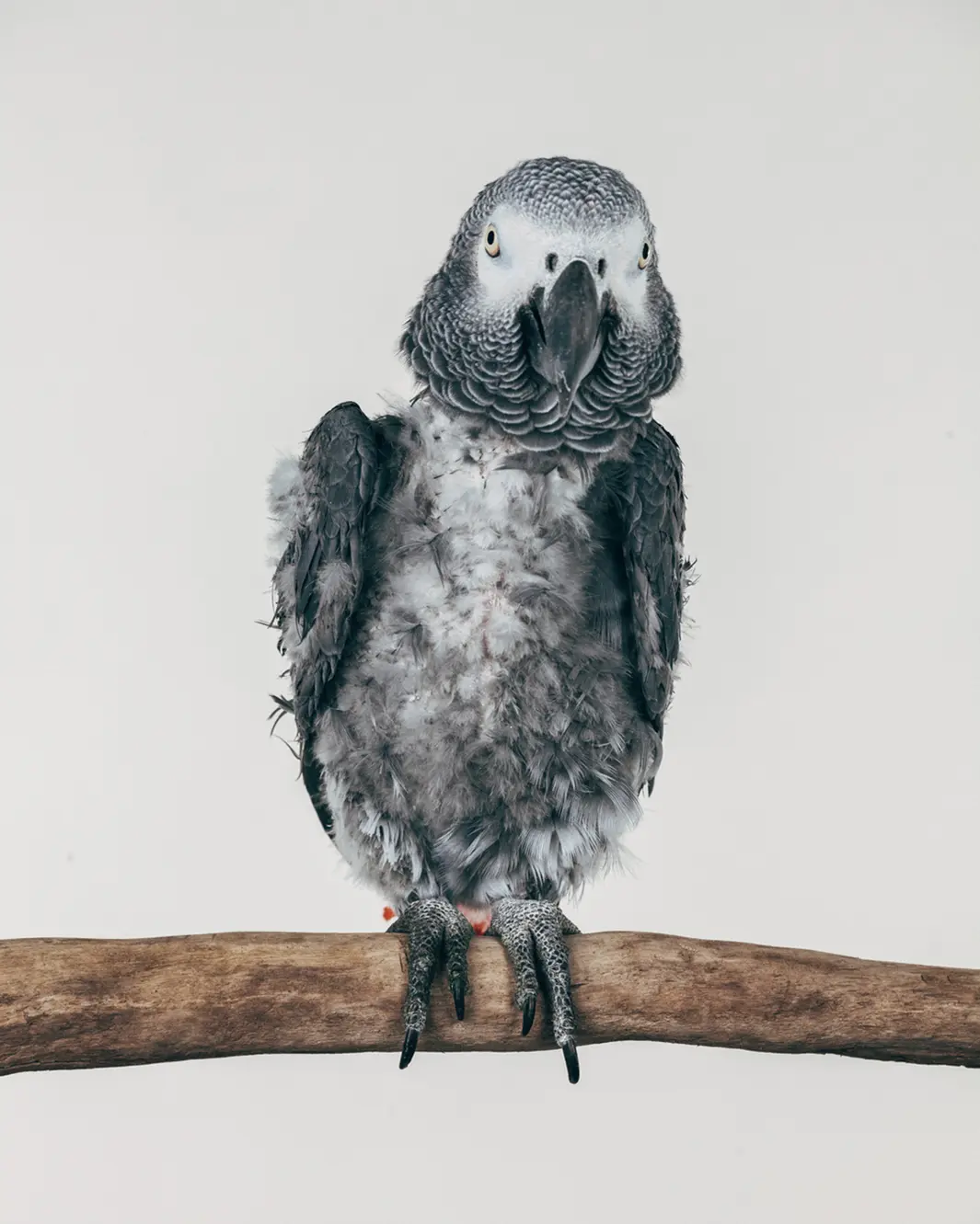 Bubba, um macho African Gray (do Congo), de 35 anos, estava em um bando, porém foi separado dele e então começou a arrancar as próprias penas. Seu tutor, um veterinário, enviou-o ao santuário em 2014. Foto: Oliver Regueiro