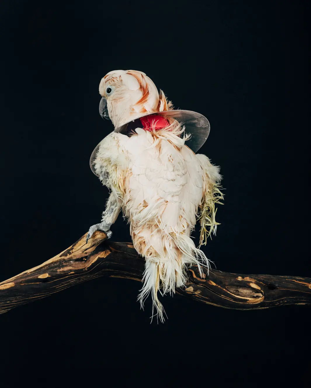 Buddha, fêmea de Moluccan Cockatoo, de 21 anos, amava os seus tutores apesar destes não a compreenderem totalmente. Eles a criavam sobre os seus ombros. Foto: Oliver Regueiro.