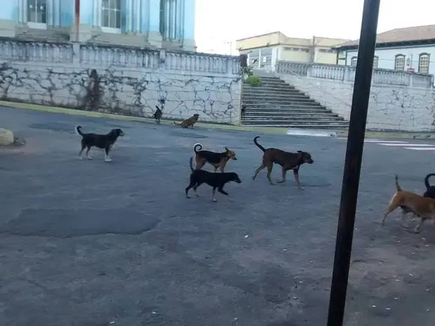 Cães passeiam em rua no Centro de Pitangui (Foto: Luciene Resende/Arquivo pessoal)