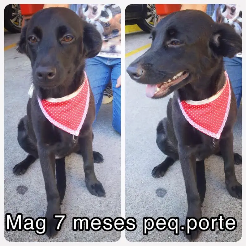 cão 1