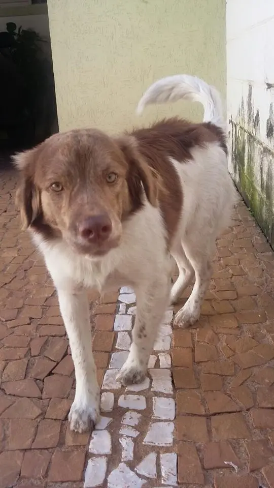 Cão que teria sido vítima de idosa