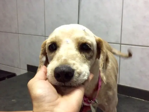 Após tratamento veterinário, cachorra terá filhotes em 15 dias (Foto: Alexandra Figueiredo/Arquivo Pessoal)