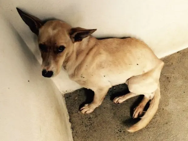 Cadela está anêmica após ficar 12 dias com pote na cabeça (Foto: Priscila Paschoalinotto / arquivo pessoal)