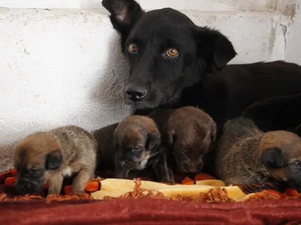 Materiais são destinados a animais de rua (Foto: Karen Melo/ Ascom PMC)