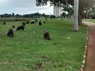 O número de capivaras no local vem aumentando, já que no ano passado eram cerca de 80