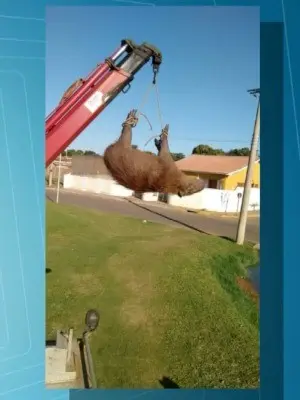 Capivara foi resgatada da lagoa por um guincho (Foto: Reprodução TV Morena)