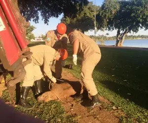 Capivara foi recolhida horas depois por equipes dos bombeiros  (Foto: TL Notícias)