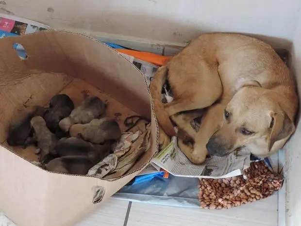 Moradores também podem adotar animais (Foto: Peterson Cássio/Prefeitura de Charqueada)