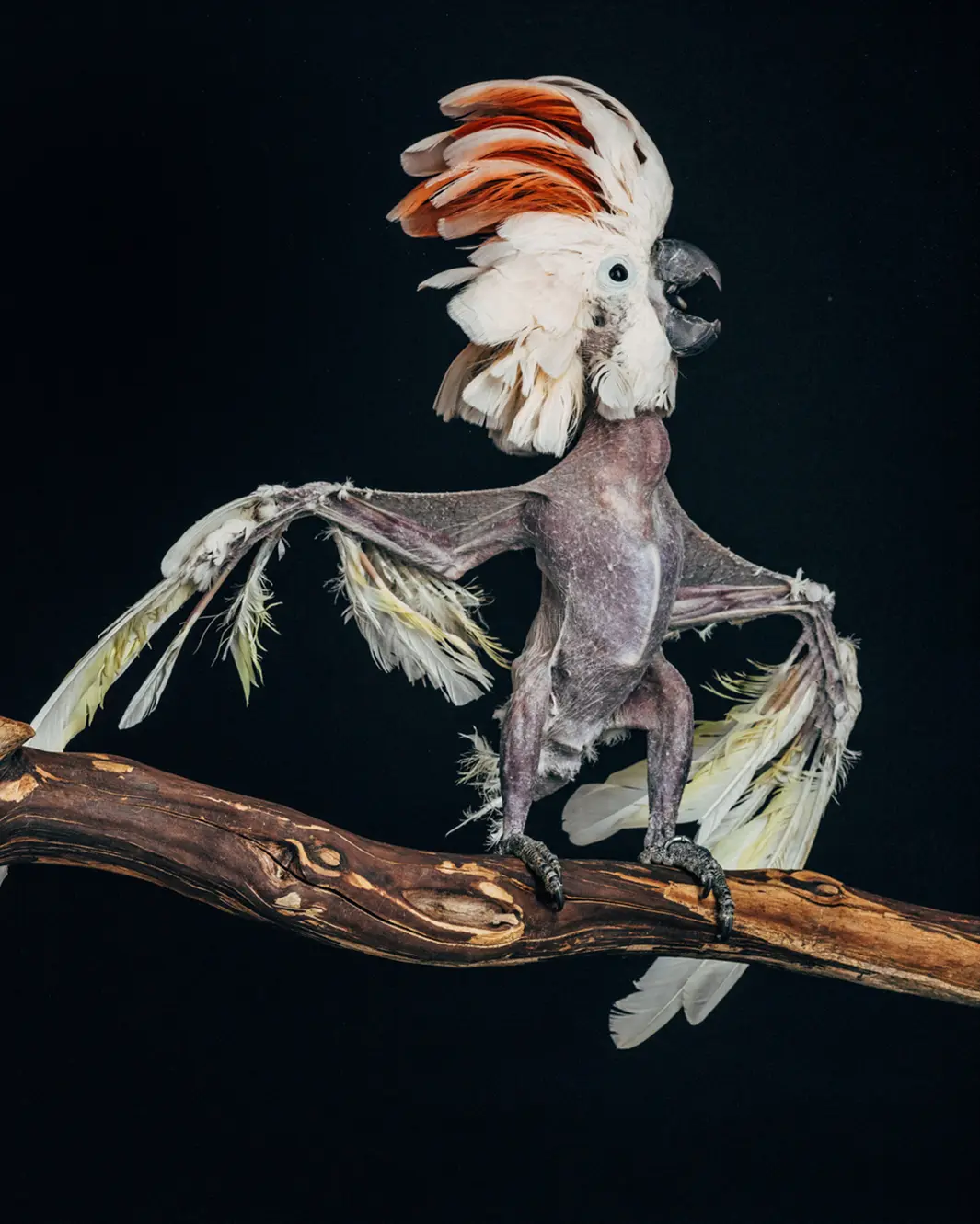 Chicky, uma fêmea de Moluccan Cockatoo, de 36 anos, chegou ao santuário em 2009 após a morte de seu tutor. Dois meses depois, ela começou a expelir sangue pela boca e nariz. Ela melhorou, mas morreu quatro dias depois que esta foto foi tirada. Foto: Oliver Regueiro