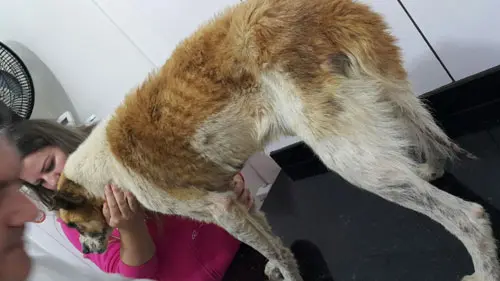 Cão foi violentamente agredido por mordiscar pedaço de carne em churrasco. Foto: Arquivo Pessoal