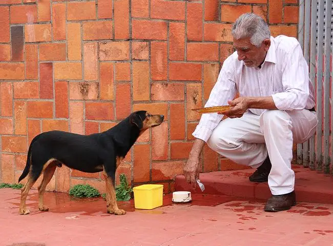 Sensibilizado, o aposentado Argemiro é um dos que alimenta o cãozinho (Cleber Gelio)