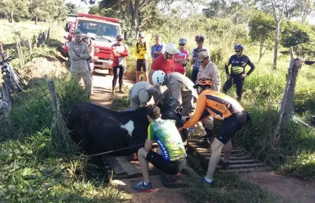 Grupo de ciclistas ajuda a resgatar égua presa em fazenda de Goiânia (Foto: Ricardo Régis/Vc no G1)