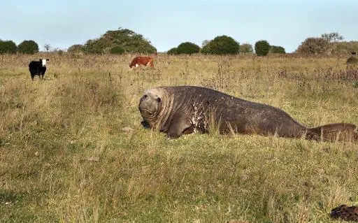 Um elefante marinho é visto em um campo, cerca de 700 metros do Rio de la Plata, em Punta Piedras, Argentina. Foto: Laura Gravino/AFP