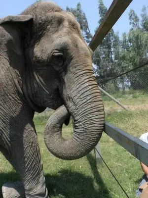 Ramba deve morar no santuário. (Foto: ONG Global Sanctuary for Elephants/ Divulgação)