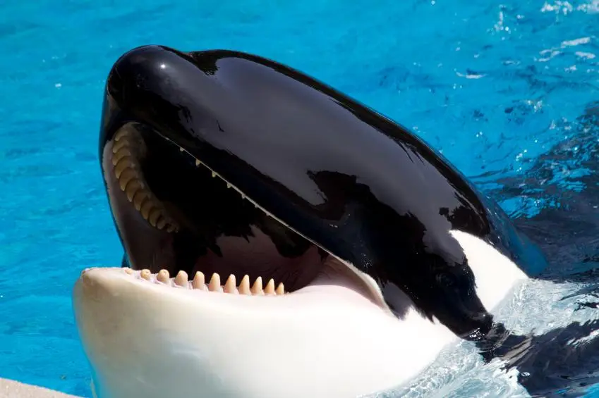 O parque SeaWorld é conhecido pelo maltrato às orcas que vivem em tanques de concreto