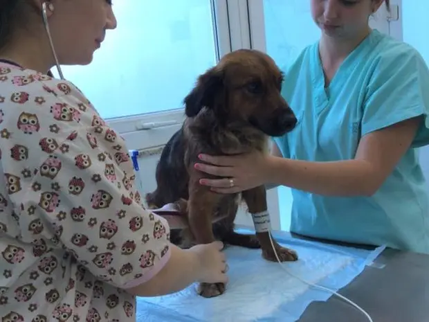 Todos os exames são feitos para animal poder doar sangue (Foto: HCVB/Reprodução)