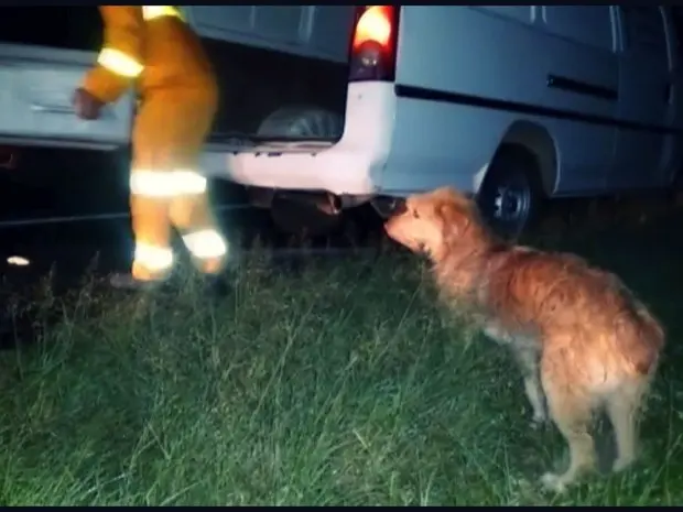 Mesmo quando o dono estava sendo retirado da pista, o cão não saiu do lado do corpo. (Foto: Hélder Almeida)