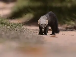 Caçadores espantam animais silvestres em mata (Foto: Reprodução/ TV Gazeta)