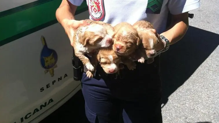 Cães foram resgatados pela GNR 