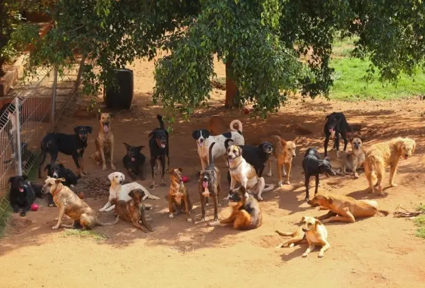 Castrações gratuitas poderiam diminuir consideravelmente número de abandonos