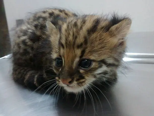 gatinho_2