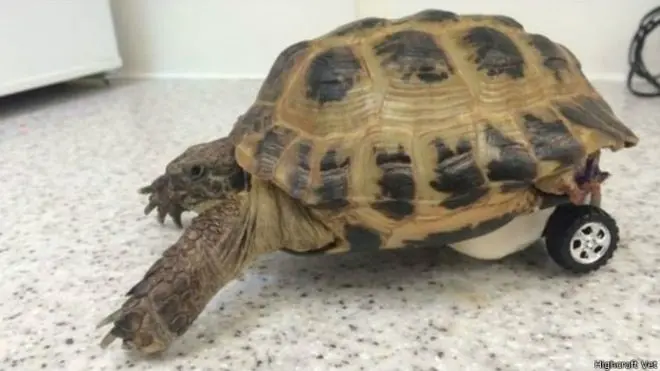 Veterinários tiveram de amputar uma das patas do animal após um acidente em casa que o deixou ferido. (Foto: Highcroft Vet/BBC)