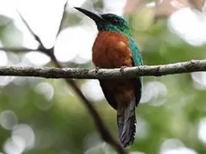 Espécie Jacamerops aureus foi identificada na pesquisa. (Foto: Divulgação/MPEG)