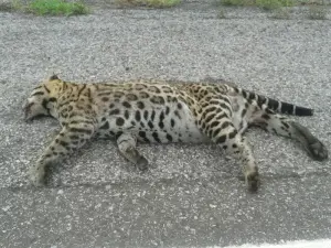 O felino semelhante a uma onça, é na verdade da espécie Jaguatirica. (Foto:Cleber Patrick Romani)