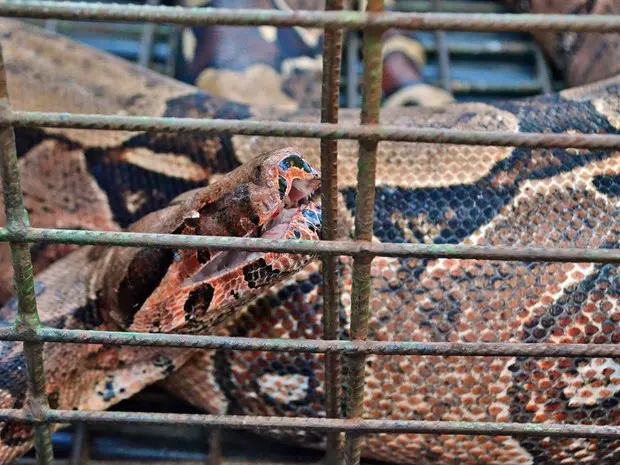 Cobra, de aproximadamente três metros tinha devorado um galo e foi resgatada após população acionar a Polícia Ambiental (Foto: Valdir Pereira/ Polícia Ambiental)