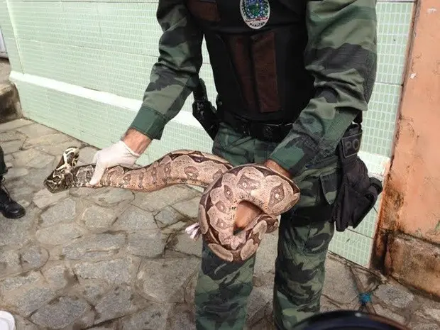 Cobra não é peçonhenta, mas estava agitada no momento da captura (Foto: Walter Paparazzo/G1)