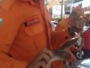 Cobra tinha um pouco mais de um metro (Foto: Reprodução/vídeo)