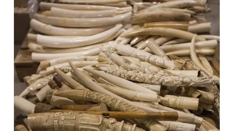 As presas de elefantes são quase sempre oriundas da África central e de oeste 