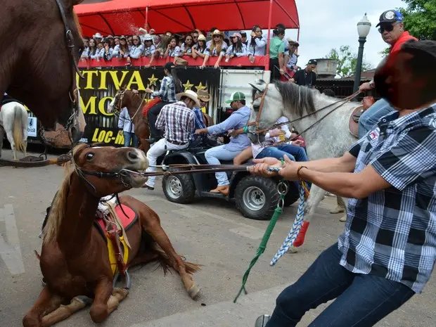 Professora criou um abaixo-assinado onde pede que não sejam usados animais durante Cavalgada na Expoacre. Imagem foi flagrada no dia 27 de julho de 2014 durante Cavalgada (Foto: Rayssa Natani/G1)