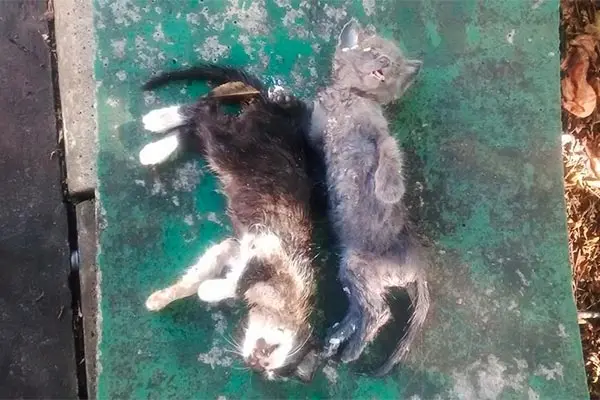 Violência contra os animais continuam sem punições no município; foto registra gatos que foram mortos essa semana na região central (Foto: Divulgação)