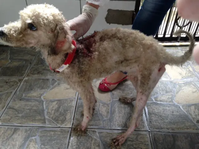 Com muitos machucados pelo corpo, o cãozinho foi tratado para ser colocado em adoção