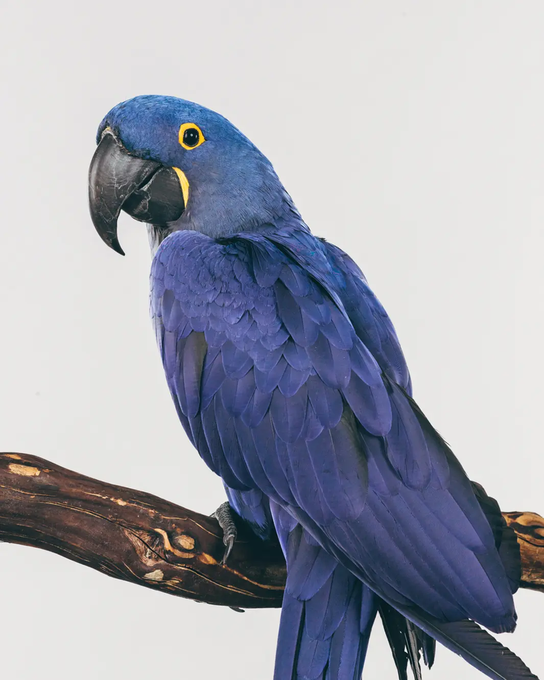 Mosley, male, Hyacinth Macaw. Mosley, 12, is a handful and stays at the sanctuary from time to time to give his owner some time off. Oliver Regueiro “I went to meet with one of them and after seeing the birds and their condition I was sure that’s where I had to start,” he wrote. Advertisement Once he got permission to photograph the birds, he spent a couple of weeks preparing for the shoots and then two days photographing at each sanctuary. The result, “Earthbound,” is a series of portraits of the birds along with a brief biography of how they ended up at the sanctuary. “I was amazed how unique they are,” he wrote. “They have well defined personalities. The way they look at you, you feel they are looking into you. It’s a really deep look.” sugar Scruffy Joe, male, Citron cockatoo. Joe, early 20s, was given to the sanctuary after his owner decided the bird needed more than he could manage. Oliver Regueiro grandpa Grandpa, male, Moluccan cockatoo. Grandpa, 72, is the oldest bird Regueiro photographed. He spent 20 years in a wildlife park before going to the sanctuary at 60. Regueiro was only able to take one photograph since Grandpa was getting anxious and didn’t like the shoot. He also has a girlfriend. Oliver Regueiro He photographed them on white backgrounds to keep the focus on the birds. “I wanted to eliminate anything fancy. The lighting was set to get every detail on the birds, both the pretty details and the not so pretty ones. I also wanted to photograph beautiful birds in perfect condition because not every pet has been abused and neglected. Some of them get a lot of love for now. After all, most of them might outlive their current owners. On the other hand I was amazed how nasty humans are. Some of the birds have been abused to the point of being extremely traumatized. Not to mention the physical abuse. I wanted people to connect with the portraits on a human level, in the same way we connect to a portrait of people. We recognize the emotions on a person’s face and can relate to them, but we can’t do the same with a bird. So I decided to write their story to make it easier for people to have that connection.” Prints from “Earthbound” are available for purchase through Regueiro’s website. gandi Gandy Roo, female, Umbrella Cockatoo. Gandy, 20, is an outstanding screamer who appears to be somewhat bipolar and shows signs of having been abused sometime in her life. Oliver Regueiro einstein Einstein, male, Yellow Crown Amazon. Einstein, 40, arrived at the sanctuary after his owner died. Oliver Regueiro elizabeth Elizabeth, female, Green-winged Macaw. Elizabeth, 10, arrived at the sanctuary in 2011 when her owner didn’t want to pay for her care. The sanctuary took her in and changed her diet as well as provided physical therapy for a previously broken leg. Oliver Regueiro David Rosenberg is the editor of Slate’s Behold blog. He has worked as a photo editor for 15 years and is a tennis junkie. Follow him on Twitter. 3.1k 77 22 PROMOTED STORIES     If you're Using Gmail, you Will Want to Read This.  Production Savvy     We’re Back! New York Times     Is this the secret to improving students in American schools? News Center     Inspire-se com a história da Maria de Fátima, que pedala todo dia aos 55 anos Itau - Medium     Need a Website? 10 Sites You Need to Know About  Website Builders     Must Watch Video: Hilary Duff's "Sparks" Vevo MORE FROM SLATE     The Supreme Court Killed a Vicious Law, and Conservative Justices Are Furious     Apple Notices That Basically Half the Population Menstruates     When You Have This Secret Weapon in Your Freezer, You Can Make a Stir-Fry in Five Minutes     Area Man Takes Creepshot of Nursing Mother Because Her Breast Frightened Him, Terror Spreads Via Social Media     Finding Female Spirituality With Poland’s Witches, Druids, and Whisperers     These Are Some of the Last Photos of Frida Kahlo Ever Taken Recommended by   PROMOTED STORIES     35 Hilarious Pictures Of Animals Being Total Jerks Runt of the Web     The secret to Business Intelligence success: Less is more? Yellowfin Business Intelligence     Mohamed El Erian: A question of risk LatinFinance      Jim Dolce of Lookout, on Achieving Breakthroughs in Small Bites New York Times     O que você deve ter na mochila quando for de bike para o trabalho Itau - Medium     Tally of injured rises to 516 in Taiwan water park fire Nikkei Asian Review  Recommended by RECOMMENDED Celebrity Sex Tapes Like Hulk Hogan’s Used to Thrill Us. Now They Trouble Us. What Changed? From Wired While You Were Offline: The Supreme Court Does Good, and Chevy Does…Just…Yikes How Often Do Inmates and Prison Employees Fall in Love? South Carolina Governor Haley: "It's Time to Move the Flag" Platypus Venom Causes Excruciating Pain That You Will Feel for Months From Robb Report The $26 Million Blue Moon Diamond Arrives in Los Angeles CNN Claimed to Spot an ISIS Flag at a Gay Pride March. It Was a Drawing of Sex Toys. From New York Times Chinese City Defends Dog Meat Festival, Despite Scorn Behind the Scenes With the Guy Who Captures Basketball’s Greatest Moments From Wired Wine Sulfites Are Fine, But Here’s How to Remove Them Anyway From Slate Plus Mike Pesca Keeps All His Ideas in One Long, Hilarious iPhone Note. Take a Peek. Slate Picks, You Shop Ter TSchumer’