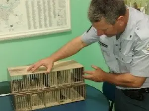 Pássaros encontrados pela Polícia Ambiental. (Foto: Divulgação/Polícia Ambiental)