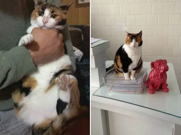 Mara na casa da família Alves (E), antes de ter a pata amputada, e depois, na clínica veterinária onde viveu por quase dois anos (Fotos: Arquivo Pessoal)
