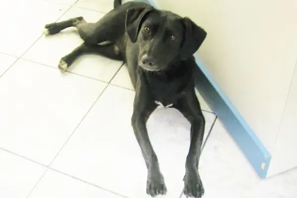 Foto: Procura-se Cachorro / Arquivo