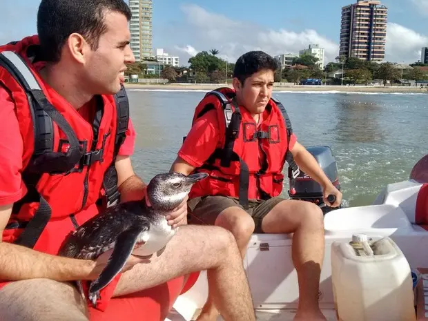 Pinguim foi liberado em alto mar pelos bombeiros (Foto: Corpo de Bombeiros Piçarras/Divulgação)