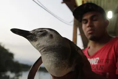 Pescador Valdemir retirou a ave do braço do mar