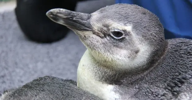 41 pinguins são resgatados no litoral do Brasil (Foto: Divulgação)